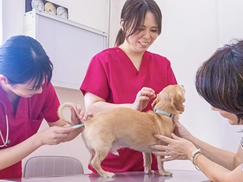 飼い主様に見守られ認定動物看護師から健康チェックを受けるワンちゃん