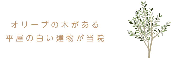 オリーブの木がある
平屋の白い建物が当院