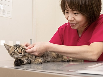 猫の体温を測る動物看護師