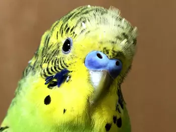 首をかしげるインコ