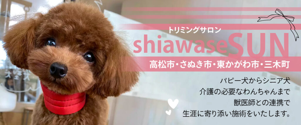 トリミングサロンshiawase-sun
高松市・さぬき市・東かがわ市・三木町
パピー犬からシニア犬、介護の必要なわんちゃんまで
獣医師との連携で
生涯に寄り添い施術をいたします。